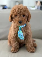 Jensen- F1b Mini, a male Goldendoodle for sale in Frostproof, FL – 4 of 10