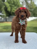 Cinnamon- F1b Standard , a female Goldendoodle for sale in Frostproof, FL – 2 of 10