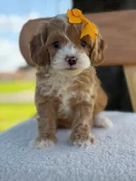 Joy- F1bb toy , a female Goldendoodle for sale in Frostproof, FL – 10 of 10