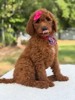 Camille- F1b Standard , a female Goldendoodle for sale in Frostproof, FL – 7 of 10