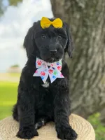 Onyx- F1 Standard , a female Goldendoodle for sale in Frostproof, FL – 7 of 10
