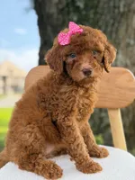 Sabrina- F1b Standard , a female Goldendoodle for sale in Frostproof, FL – 10 of 10
