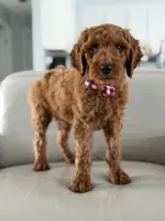 Rome- F1b Standard , a male Goldendoodle for sale in Frostproof, FL – 10 of 10