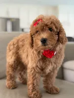 Jemma- F1b Mini , a female Goldendoodle for sale in Frostproof, FL – 3 of 10