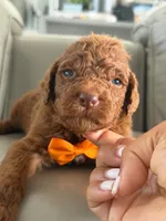 Samson- F1b Standard , a male Goldendoodle for sale in Frostproof, FL – 2 of 10