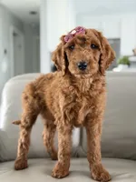 Monaco- F1b Standard , a female Goldendoodle for sale in Frostproof, FL – 3 of 10