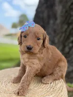 Lilah- F1b Medium, a female Goldendoodle for sale in Frostproof, FL – 2 of 10