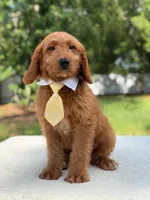 Aspen- F1 mini , a male Goldendoodle for sale in Frostproof, FL – 2 of 10