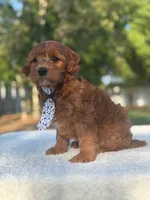 Caspian- F1b Mini , a male Goldendoodle for sale in Frostproof, FL – Photo 3 of 10