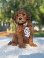 Caspian- F1b Mini , a male Goldendoodle for sale in Frostproof, FL – Photo 10 of 10