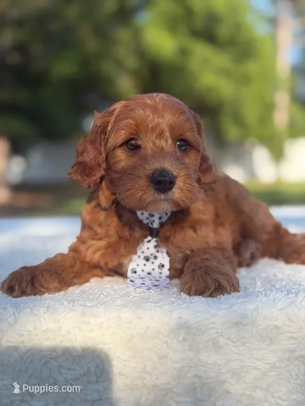 Caspian- F1b Mini  – Goldendoodle puppy for sale in Frostproof, FL