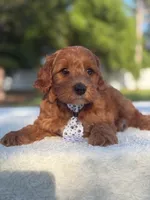 Caspian- F1b Mini , a male Goldendoodle for sale in Frostproof, FL – Photo 1 of 10