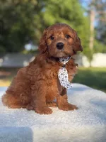 Caspian- F1b Mini , a male Goldendoodle for sale in Frostproof, FL – Photo 2 of 10