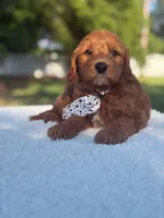 Caspian- F1b Mini , a male Goldendoodle for sale in Frostproof, FL – Photo 7 of 10