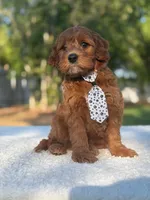 Caspian- F1b Mini , a male Goldendoodle for sale in Frostproof, FL – Photo 8 of 10