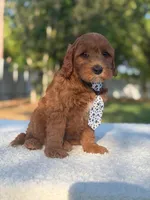 Caspian- F1b Mini , a male Goldendoodle for sale in Frostproof, FL – Photo 4 of 10