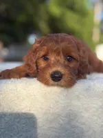 Caspian- F1b Mini , a male Goldendoodle for sale in Frostproof, FL – Photo 5 of 10