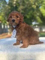Caspian- F1b Mini , a male Goldendoodle for sale in Frostproof, FL – Photo 6 of 10