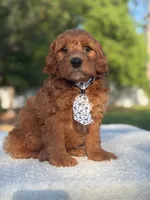 Caspian- F1b Mini , a male Goldendoodle for sale in Frostproof, FL – Photo 9 of 10