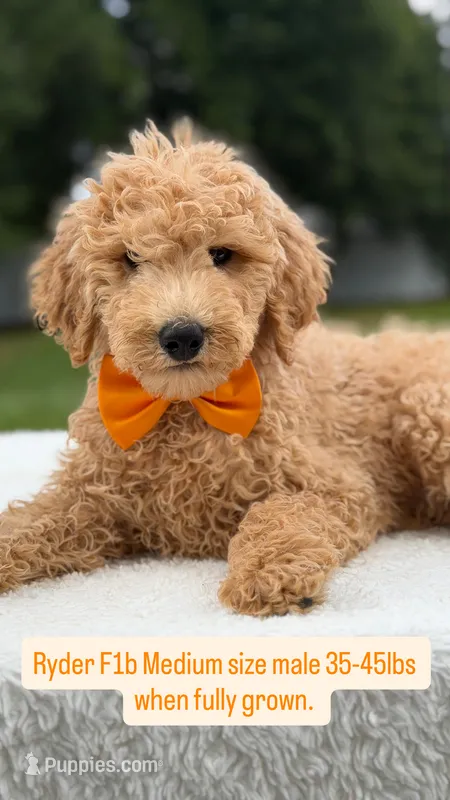 Ryder- F1b Medium  – Goldendoodle puppy for sale in Frostproof, FL