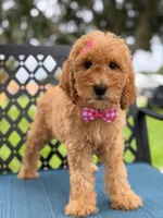 Lennon- F1b Medium , a female Goldendoodle for sale in Frostproof, FL – 7 of 10