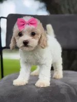 Daisy- F1bb Mini , a female Goldendoodle for sale in Frostproof, FL – 4 of 10