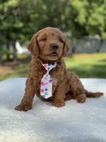 Theo- F1b Mini , a male Goldendoodle for sale in Frostproof, FL – 6 of 10