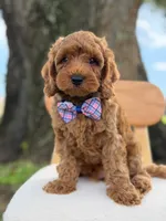 Scooby- F1b Toy , a male Goldendoodle for sale in Frostproof, FL – 3 of 10