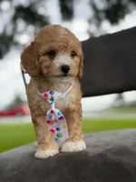 Oliver- F1bb Mini , a male Goldendoodle for sale in Frostproof, FL – 10 of 10