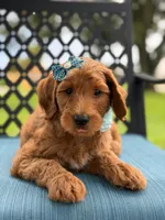 Trixie- F1b Medium , a female Goldendoodle for sale in Frostproof, FL – 7 of 10