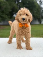 Ryder- F1b Medium , a male Goldendoodle for sale in Frostproof, FL – 3 of 10