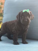 Onyx- F1 Standard , a female Goldendoodle for sale in Frostproof, FL – 9 of 10