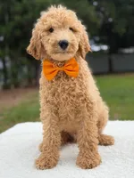Ryder- F1b Medium , a male Goldendoodle for sale in Frostproof, FL – 10 of 10