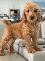 Lilah- F1b Medium, a female Goldendoodle for sale in Frostproof, FL – 8 of 10