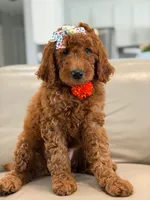 Ember- F1b Medium , a female Goldendoodle for sale in Frostproof, FL – 10 of 10