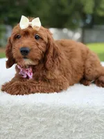 Tiana- F1b Mini , a female Goldendoodle for sale in Frostproof, FL – 8 of 10