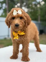 Rosie- F1b Medium , a female Goldendoodle for sale in Frostproof, FL – 9 of 10