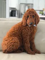 Graham- F1b Standard , a male Goldendoodle for sale in Frostproof, FL – 4 of 10
