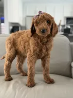 Vienna- F1b standard , a female Goldendoodle for sale in Frostproof, FL – 9 of 10