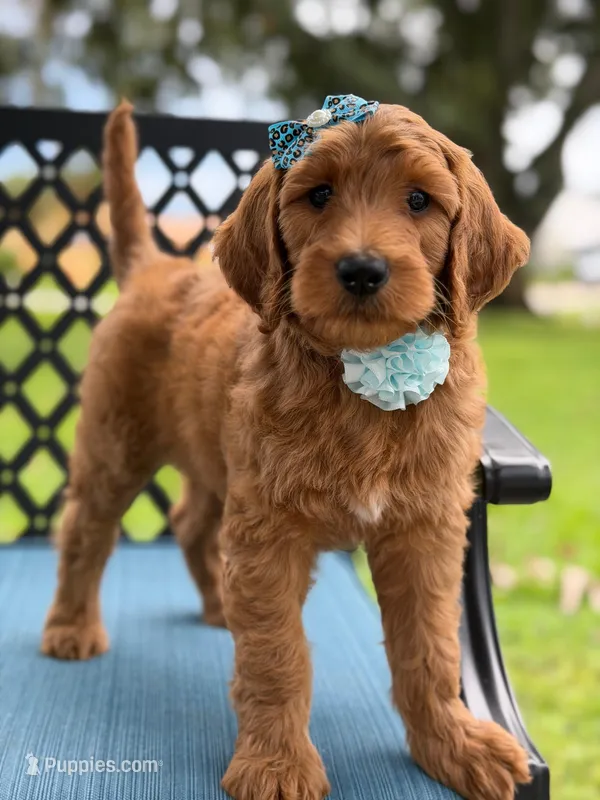 Trixie- F1b Medium  – Goldendoodle puppy for sale in Frostproof, FL