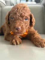 Samson- F1b Standard , a male Goldendoodle for sale in Frostproof, FL – 3 of 10