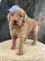 Lilah- F1b Medium, a female Goldendoodle for sale in Frostproof, FL – 5 of 10