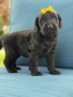 Diamond- F1 Standard, a female Goldendoodle for sale in Frostproof, FL – 4 of 10