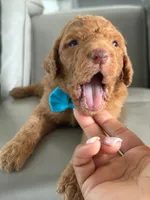 Solomon- F1b Standard , a male Goldendoodle for sale in Frostproof, FL – 10 of 10