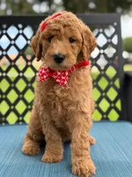 Sassy- F1b Medium , a female Goldendoodle for sale in Frostproof, FL – 3 of 10