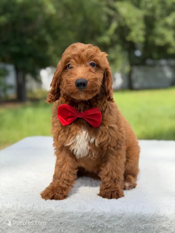Tucker- F1b Mini  – Goldendoodle puppy for sale in Frostproof, FL