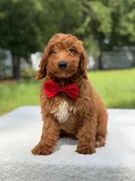 Tucker- F1b Mini , a male Goldendoodle for sale in Frostproof, FL – 1 of 10