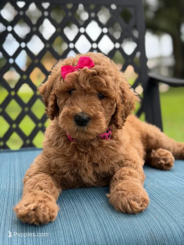 Giggles- F1b Medium  – Goldendoodle puppy for sale in Frostproof, FL