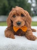 Weston- F1b Medium, a male Goldendoodle for sale in Frostproof, FL – 5 of 10