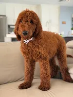 Graham- F1b Standard , a male Goldendoodle for sale in Frostproof, FL – 2 of 10